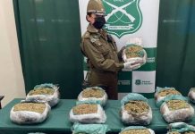 Decomisan más de 31 mil dosis de marihuana que intentaban ingresar a Puerto Montt