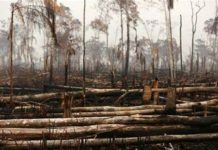 La deforestación y el gran compromiso de frenar efectos al 2030.