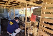 Por maltrato animal BIDEMA de la PDI detuvo a una mujer en Maullín