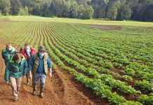 SAG: A fines de Diciembre vence plazo para registrar cultivos de papas