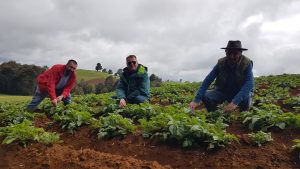 SAG: A fines de Diciembre vence plazo para registrar cultivos de papas