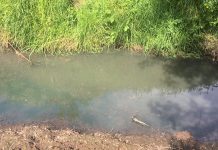 Red Ambiental Ciudadana de Osorno denunció contaminación en estero Pilauco