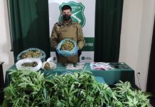 OS7 de Carabineros detiene a dos sujetos por tráfico y cultivo de marihuana