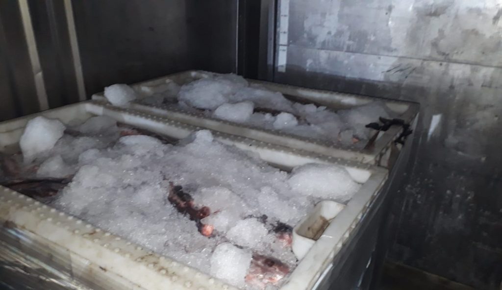 Sernapesca detecta el ingreso de casi 5 toneladas de carga ilegal a planta de proceso en Puerto Montt