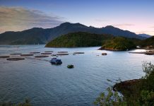 Carlos Varela, investigador ULA: «Los abalones tienen un gran potencial en la región de Los Lagos»