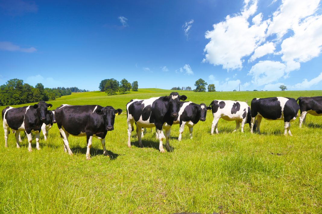 Alrededores de Cancura pradera, colinas y vacas
