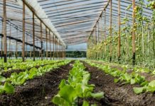 Programa Escala Los Lagos extiende período de postulación hasta el 29 de diciembre