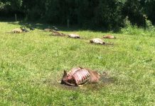 Empresa Manuka sufre robo de ganado avaluado en 13 millones de pesos