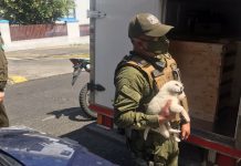 Carabineros de Osorno detiene a conductor de camión por “Ley Cholito”