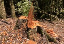 Denuncian tala de árboles nativos en el Parque Nacional Puyehue