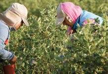 Gobierno y SAGO llaman a no incurrir en malas prácticas laborales durante la temporada de cosechas