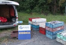 Sorprenden transporte ilegal de recursos en estado de sobreexplotación en la comuna de Hualaihué