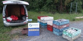 Sorprenden transporte ilegal de recursos en estado de sobreexplotación en la comuna de Hualaihué