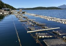 Fundación Chinquihue y pescadores artesanales apuestan por cultivos de ostras y ostiones en Calbuco