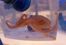 UAch y comunidad de Ancud lideran cultivo de pulpo rojo patagónico en estanques