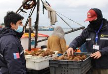 Sernapesca regional: «Los graves incumplimientos se dan en la etapa comercial y transporte»