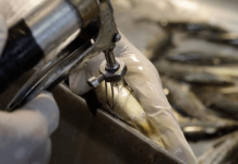 Consejo del Salmón: Informe de Seafood Watch plantea desafíos y confirma avances en el uso de antibióticos