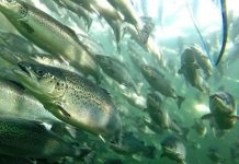 Corte ratifica que Sernapesca debe entregar datos de antiparasitarios usados por salmoneras
