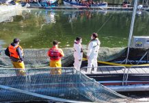 Universidad San Sebastián desarrolla programa de vigilancia en convenio con Sernapesca
