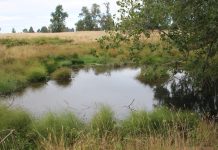 Ya es admisible la tramitación de declaratoria de Humedal Urbano Ovejería Alto