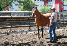 5 usuarios del programa Centro de Educación y Trabajo de Osorno participaron del curso de doma de caballos