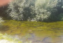 Río Damas contaminado: Red Ambiental detecta falta de oxigenación
