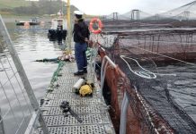 Buzo muere durante faenas de limpieza de redes en centro de cultivo en Hualaihué