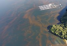 CIBA redobla vigilancia de las FAN ante alza de episodios en época estival