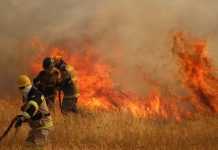 Incendios forestales: Agricultura informó que en la región hubo menos siniestros que la temporada pasada