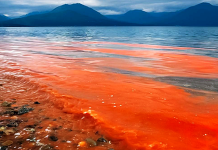 «Hay relación entre el cambio climático y las Floración de Algas Nocivas»
