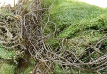 Investigador de la UACH encabeza proyecto sobre pestes asociadas al pelillo de Maullín y Pudeto