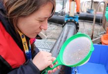 Sernapesca aumenta control en salmoneras por uso de antiparasitarios