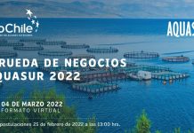 ProChile y AquaSur 2022: Habrá instancia para que productores pymes concreten negocios