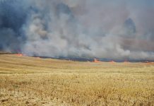 Declaran Alerta Roja para la comuna de Osorno por incendio forestal