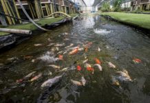 Lanzan taller para aprender sobre acuiponía