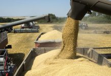 Trigo, fertilizantes y petróleo: La economía mundial al límite de una estanflación