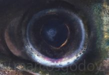 Cataratas en salmones, una enfermedad que debe ser monitoreada