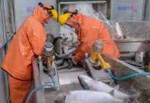 Firma MSD remarca que el bienestar animal en la acuicultura es clave para aumentar rendimientos de cosecha