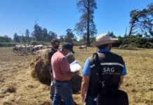 SAG supervisa ganado bovino a la espera de su exportación a Perú.