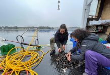 Indagan la emisión y aprovechamiento de nutrientes entre cultivos de salmón y choritos