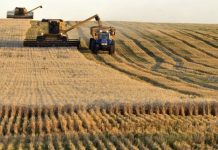 Argentina crea un Fondo Estabilizador del Trigo ante la crisis por el precio