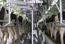 Leche: Precio al productor de Los Lagos sólo creció un 1,1% en enero