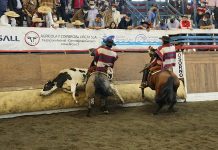 Agrupaciones animalistas y del rodeo abren el debate sobre la continuación de la actividad