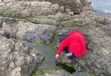 Biólogo de la UACH participa en expedición científica en la Antártida chilena