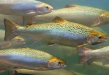 CIBA implementa tecnología para identificar microbiomas en salmónidos con secuenciación genómica