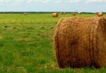 Sago A.G. invita a productores a charla técnica sobre alternativas forrajeras para el invierno