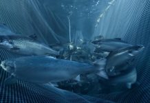 ONG Oceana : Salmoneras deben ser más responsables ante fuga de peces y transparentes con su información