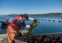 Mitilicultores: «Este caso de extracción ilegal y muerte de un menor provocó un daño sin precedentes»