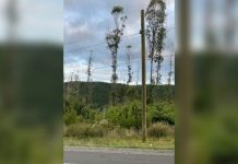 Llaman a la precaución a conductores por postes mal instalados en la Ruta Paillaco-Valdivia