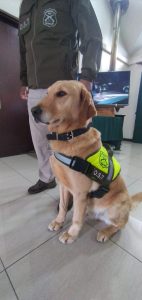 Decomisan cargamento de más de 60 kilos de droga con destino a Punta Arenas. El procedimiento se realizó en la ciudad de Puerto Montt